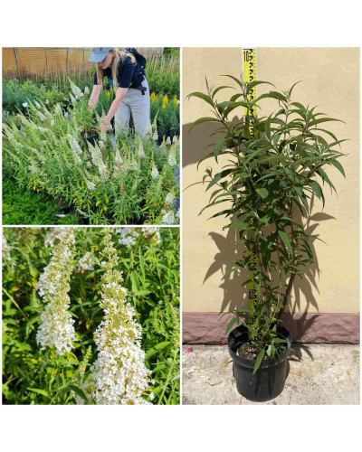 Будлея Давида Вайт Проф`южн | Buddleja davidii White Profusion | Буддлея Давида Вайт Профьюжн