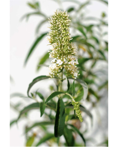 Будлея Давида Вайт Проф`южн | Buddleja davidii White Profusion | Буддлея Давида Вайт Профьюжн