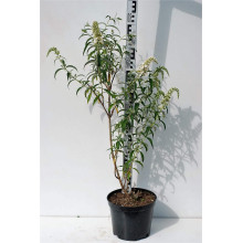 Будлея Давида Вайт Проф`южн | Buddleja davidii White Profusion | Буддлея Давида Вайт Профьюжн