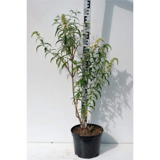 Будлея Давида Вайт Проф`южн | Buddleja davidii White Profusion | Буддлея Давида Вайт Профьюжн
