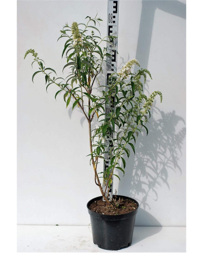 Будлея Давида Вайт Проф`южн | Buddleja davidii White Profusion | Буддлея Давида Вайт Профьюжн