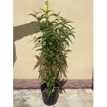 Будлея Давида Вайт Проф`южн | Buddleja davidii White Profusion | Буддлея Давида Вайт Профьюжн