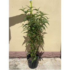 Будлея Давида Вайт Проф`южн | Buddleja davidii White Profusion | Буддлея Давида Вайт Профьюжн