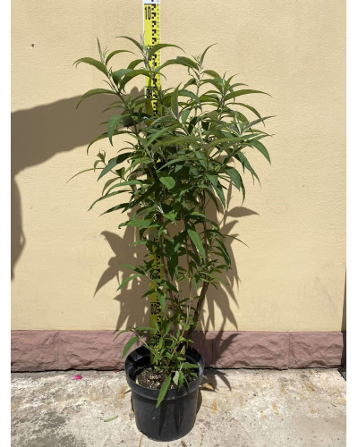 Будлея Давида Вайт Проф`южн | Buddleja davidii White Profusion | Буддлея Давида Вайт Профьюжн