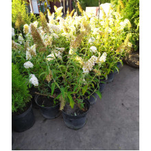 Будлея Давида Вайт Проф`южн | Buddleja davidii White Profusion | Буддлея Давида Вайт Профьюжн