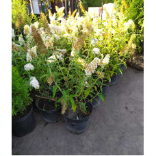 Будлея Давида Вайт Проф`южн | Buddleja davidii White Profusion | Буддлея Давида Вайт Профьюжн