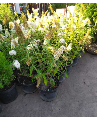 Будлея Давида Вайт Проф`южн | Buddleja davidii White Profusion | Буддлея Давида Вайт Профьюжн