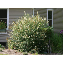 Будлея Давида Вайт Проф`южн | Buddleja davidii White Profusion | Буддлея Давида Вайт Профьюжн