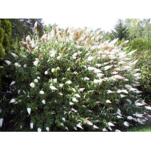 Будлея Давида Вайт Проф`южн | Buddleja davidii White Profusion | Буддлея Давида Вайт Профьюжн