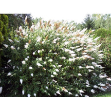 Будлея Давида Вайт Проф`южн | Buddleja davidii White Profusion | Буддлея Давида Вайт Профьюжн