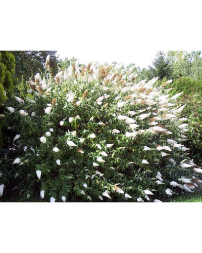 Будлея Давида Вайт Проф`южн | Buddleja davidii White Profusion | Буддлея Давида Вайт Профьюжн