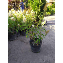Будлея Давида Вайт Проф`южн | Buddleja davidii White Profusion | Буддлея Давида Вайт Профьюжн