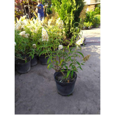 Будлея Давида Вайт Проф`южн | Buddleja davidii White Profusion | Буддлея Давида Вайт Профьюжн