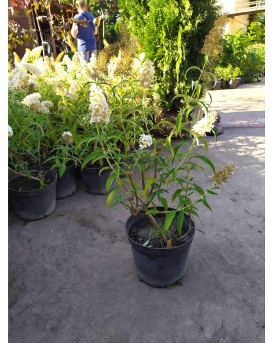 Будлея Давида Вайт Проф`южн | Buddleja davidii White Profusion | Буддлея Давида Вайт Профьюжн
