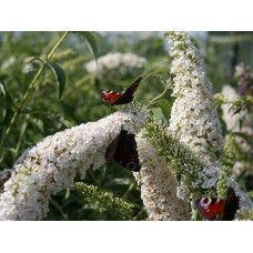 Будлея Давида Вайт Проф`южн | Buddleja davidii White Profusion | Буддлея Давида Вайт Профьюжн