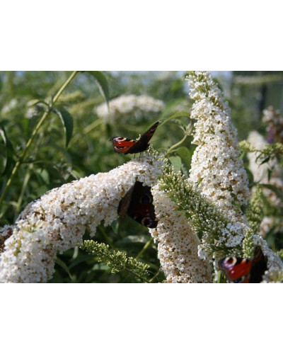 Будлея Давида Вайт Проф`южн | Buddleja davidii White Profusion | Буддлея Давида Вайт Профьюжн