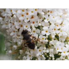 Будлея Давида Вайт Проф`южн | Buddleja davidii White Profusion | Буддлея Давида Вайт Профьюжн