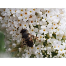 Будлея Давида Вайт Проф`южн | Buddleja davidii White Profusion | Буддлея Давида Вайт Профьюжн