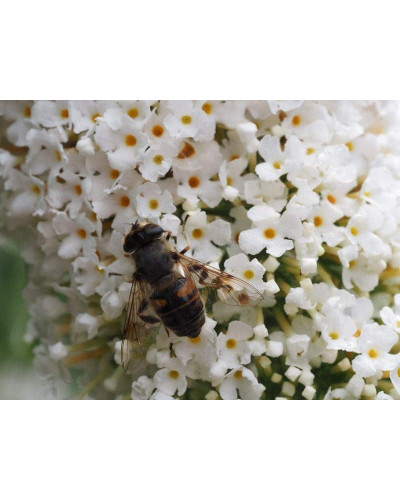 Будлея Давида Вайт Проф`южн | Buddleja davidii White Profusion | Буддлея Давида Вайт Профьюжн