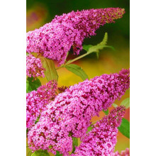 Будлея Давида Пінк Делайт | Буддлея Давида Пинк Делайт | Buddleja davidii Pink Delight