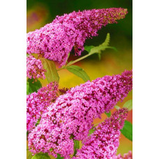 Будлея Давида Пінк Делайт | Буддлея Давида Пинк Делайт | Buddleja davidii Pink Delight