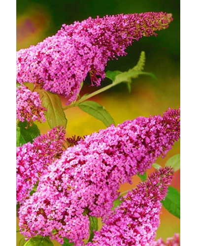 Будлея Давида Пінк Делайт | Буддлея Давида Пинк Делайт | Buddleja davidii Pink Delight