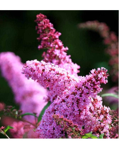 Будлея Давида Пінк Делайт | Буддлея Давида Пинк Делайт | Buddleja davidii Pink Delight