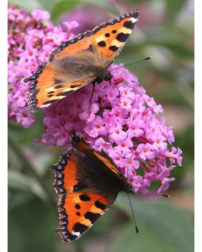 Будлея Давида Пінк Делайт | Буддлея Давида Пинк Делайт | Buddleja davidii Pink Delight