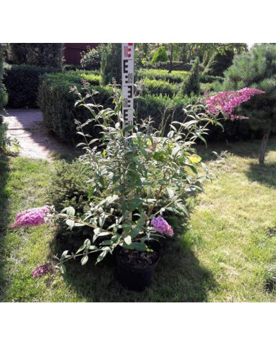 Будлея Давида Пінк Делайт | Буддлея Давида Пинк Делайт | Buddleja davidii Pink Delight