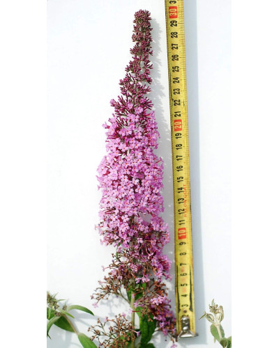 Будлея Давида Пінк Делайт | Буддлея Давида Пинк Делайт | Buddleja davidii Pink Delight