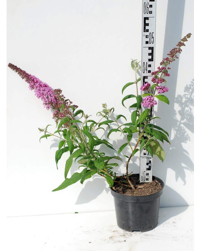 Будлея Давида Пінк Делайт | Буддлея Давида Пинк Делайт | Buddleja davidii Pink Delight