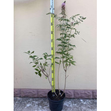 Будлея Давида Пінк Делайт | Буддлея Давида Пинк Делайт | Buddleja davidii Pink Delight