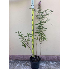 Будлея Давида Пінк Делайт | Буддлея Давида Пинк Делайт | Buddleja davidii Pink Delight