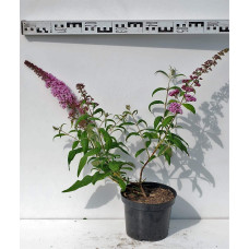 Будлея Давида Пінк Делайт | Буддлея Давида Пинк Делайт | Buddleja davidii Pink Delight