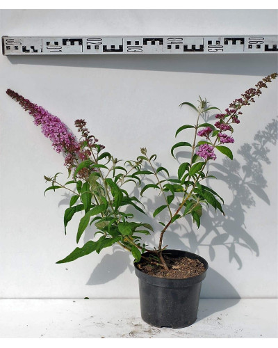 Будлея Давида Пінк Делайт | Буддлея Давида Пинк Делайт | Buddleja davidii Pink Delight