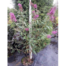 Будлея Давида Пінк Делайт | Буддлея Давида Пинк Делайт | Buddleja davidii Pink Delight