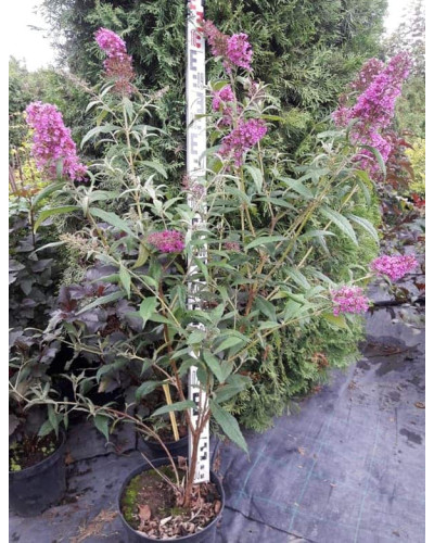 Будлея Давида Пінк Делайт | Буддлея Давида Пинк Делайт | Buddleja davidii Pink Delight