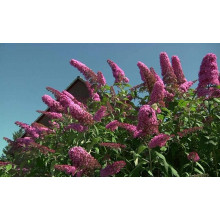 Будлея Давида Пінк Делайт | Буддлея Давида Пинк Делайт | Buddleja davidii Pink Delight