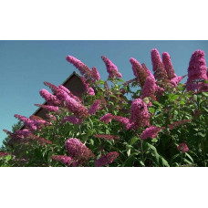 Будлея Давида Пінк Делайт | Буддлея Давида Пинк Делайт | Buddleja davidii Pink Delight