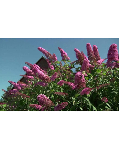 Будлея Давида Пінк Делайт | Буддлея Давида Пинк Делайт | Buddleja davidii Pink Delight