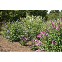 Будлея Давида Пінк Делайт | Буддлея Давида Пинк Делайт | Buddleja davidii Pink Delight