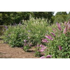 Будлея Давида Пінк Делайт | Буддлея Давида Пинк Делайт | Buddleja davidii Pink Delight
