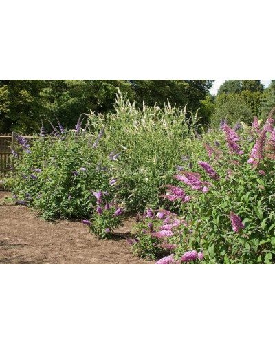 Будлея Давида Пінк Делайт | Буддлея Давида Пинк Делайт | Buddleja davidii Pink Delight