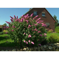Будлея Давида Пінк Делайт | Буддлея Давида Пинк Делайт | Buddleja davidii Pink Delight