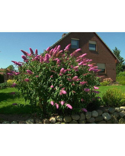 Будлея Давида Пінк Делайт | Буддлея Давида Пинк Делайт | Buddleja davidii Pink Delight