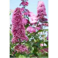 Будлея Давида Пінк Делайт | Буддлея Давида Пинк Делайт | Buddleja davidii Pink Delight