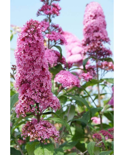 Будлея Давида Пінк Делайт | Буддлея Давида Пинк Делайт | Buddleja davidii Pink Delight