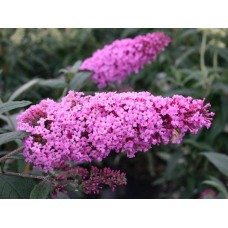 Будлея Давида Пінк Делайт | Буддлея Давида Пинк Делайт | Buddleja davidii Pink Delight