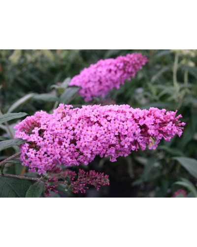 Будлея Давида Пінк Делайт | Буддлея Давида Пинк Делайт | Buddleja davidii Pink Delight