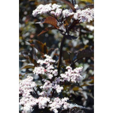 Бузина чорна Блек Товер® | Sambucus nigra Black Tower® | Бузина черная Блек Товер®